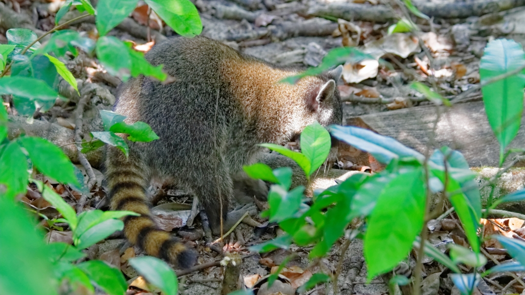 08 - Manuel Antonio NP (19) Raton Laveur.jpg